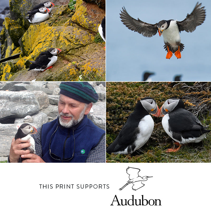 Puffin Couple (B&W) – Special Edition Print