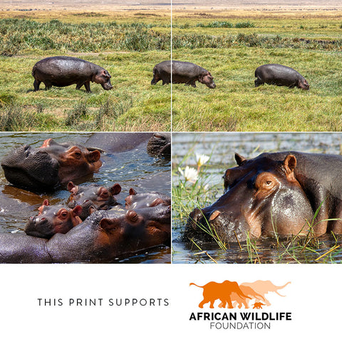 Hippo Calf – Giclée Print