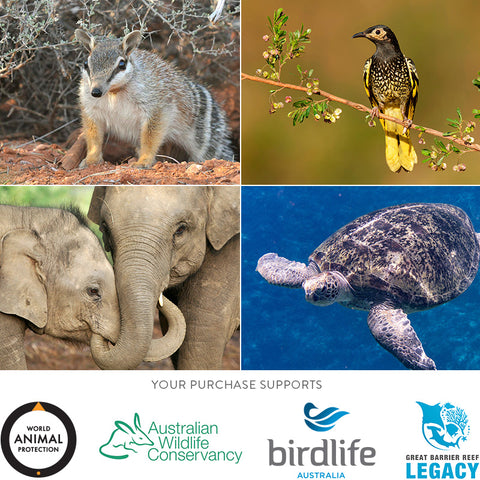 Birthday Card Set – Australian Wildlife (Set of 13)
