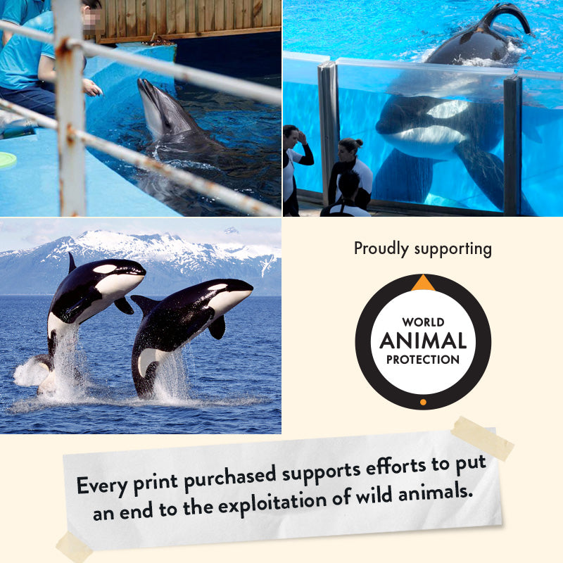 Orca – Limited Edition Print