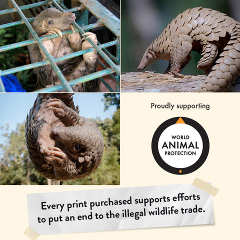 Indian Pangolin – Limited Edition Print