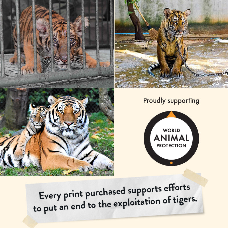 Tiger Cub – Giclée Print