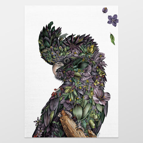 Organic Cotton Tea Towel – Red-tailed Black Cockatoo