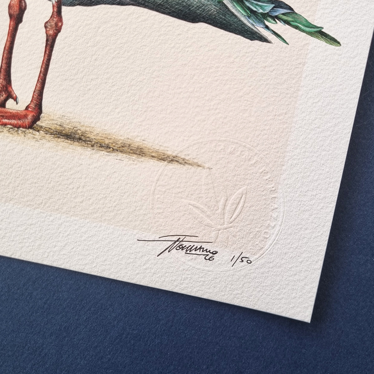 Silver Gull – Limited Edition Print