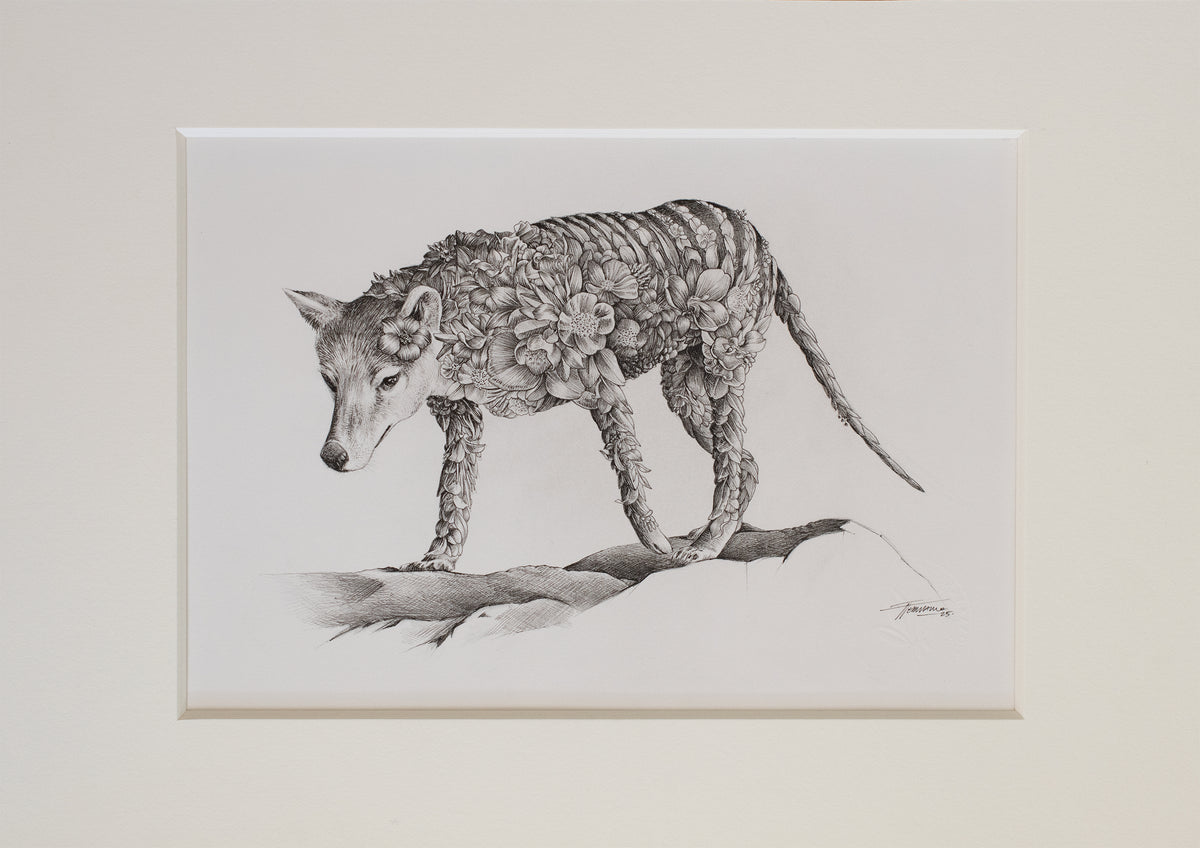 Thylacine (Tasmanian Tiger) – ORIGINAL