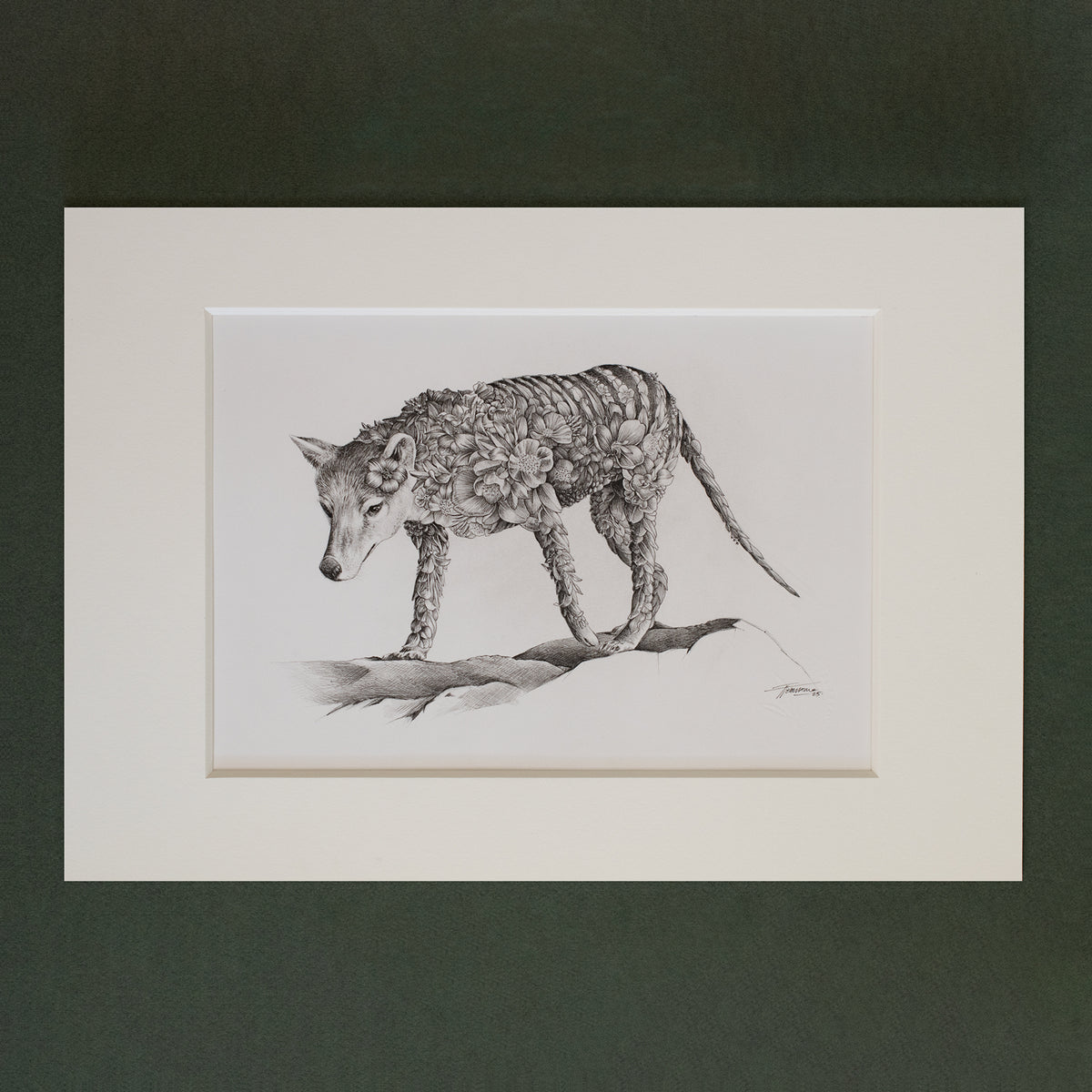 Thylacine (Tasmanian Tiger) – ORIGINAL