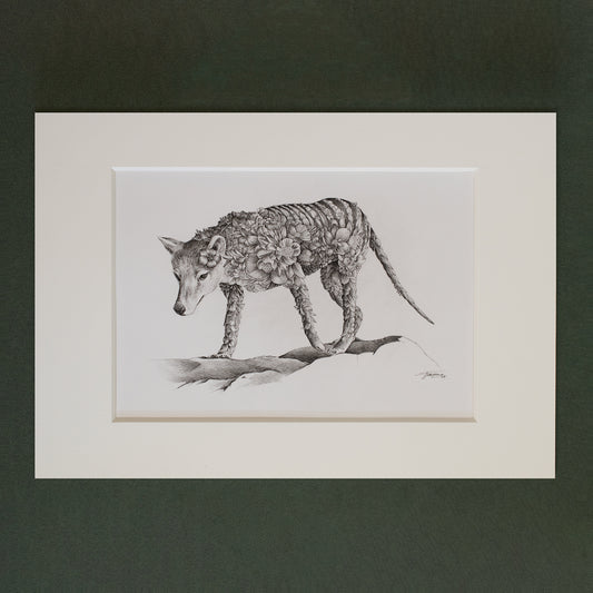 Thylacine (Tasmanian Tiger) – ORIGINAL