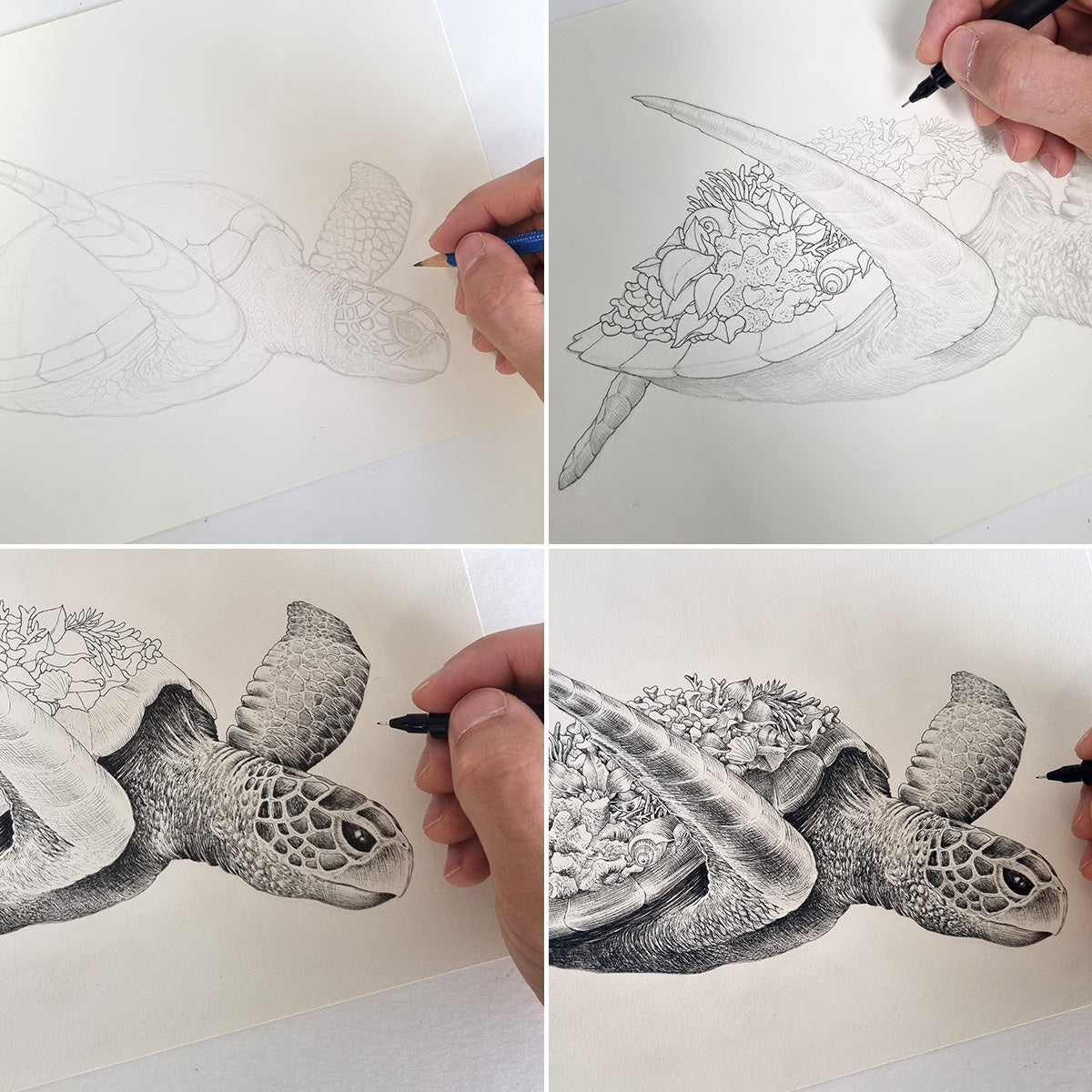 Green Sea Turtle – Limited Edition Print