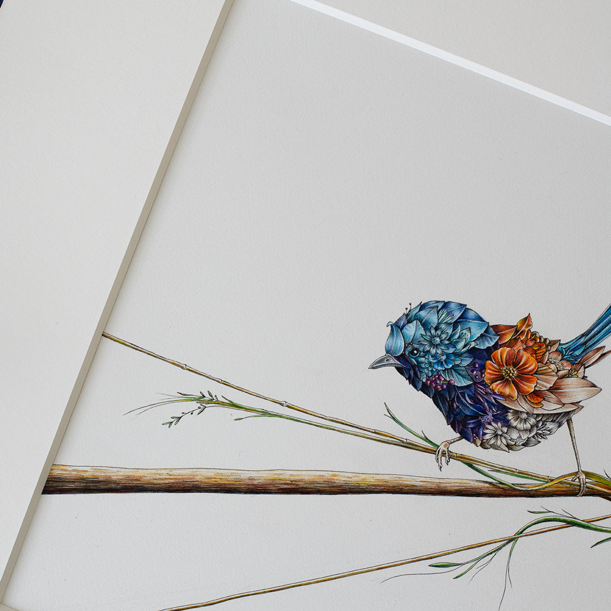 Variegated Fairy-wren – ORIGINAL