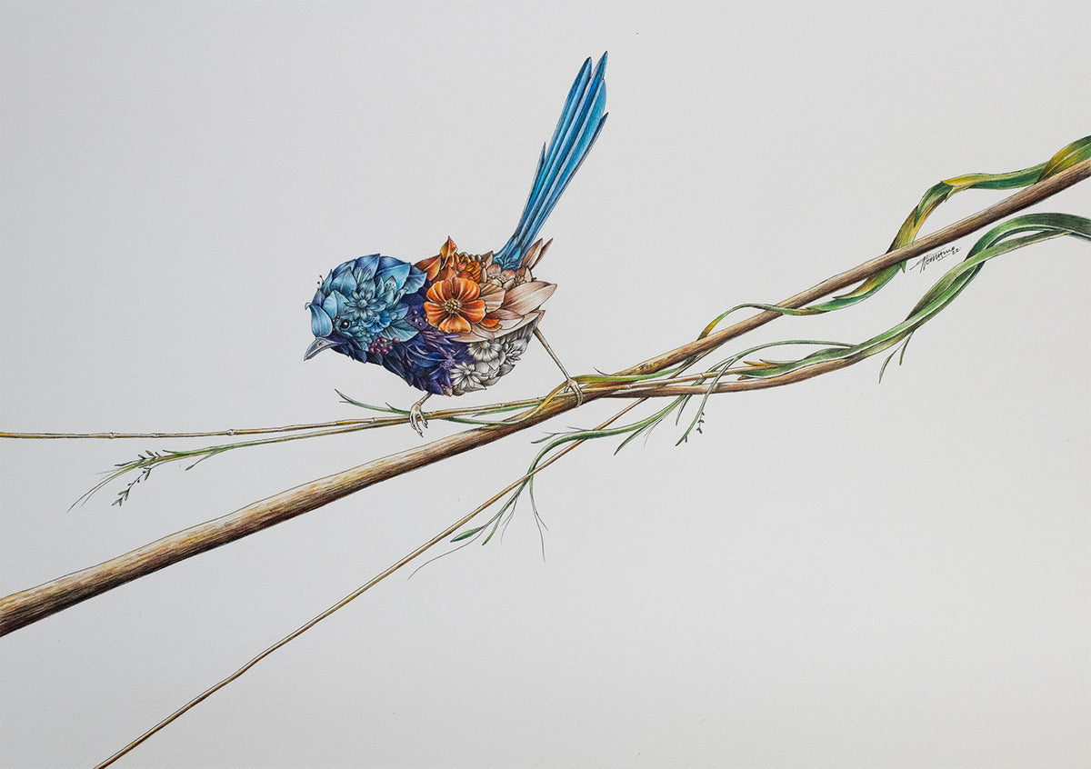 Variegated Fairy-wren – ORIGINAL