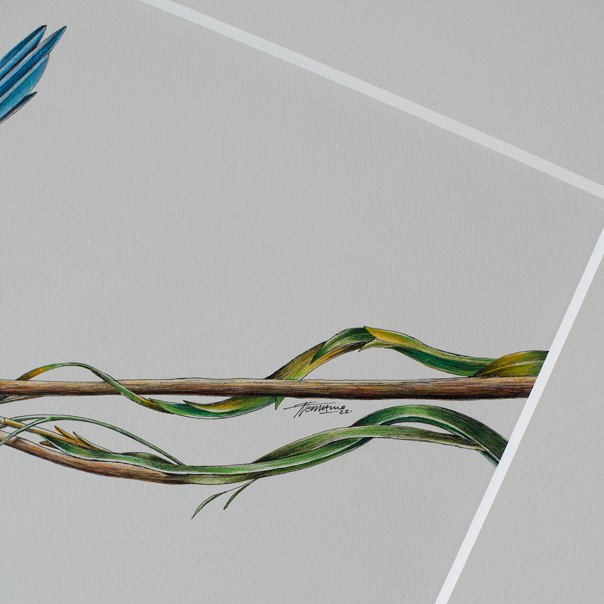 Variegated Fairy-wren – ORIGINAL