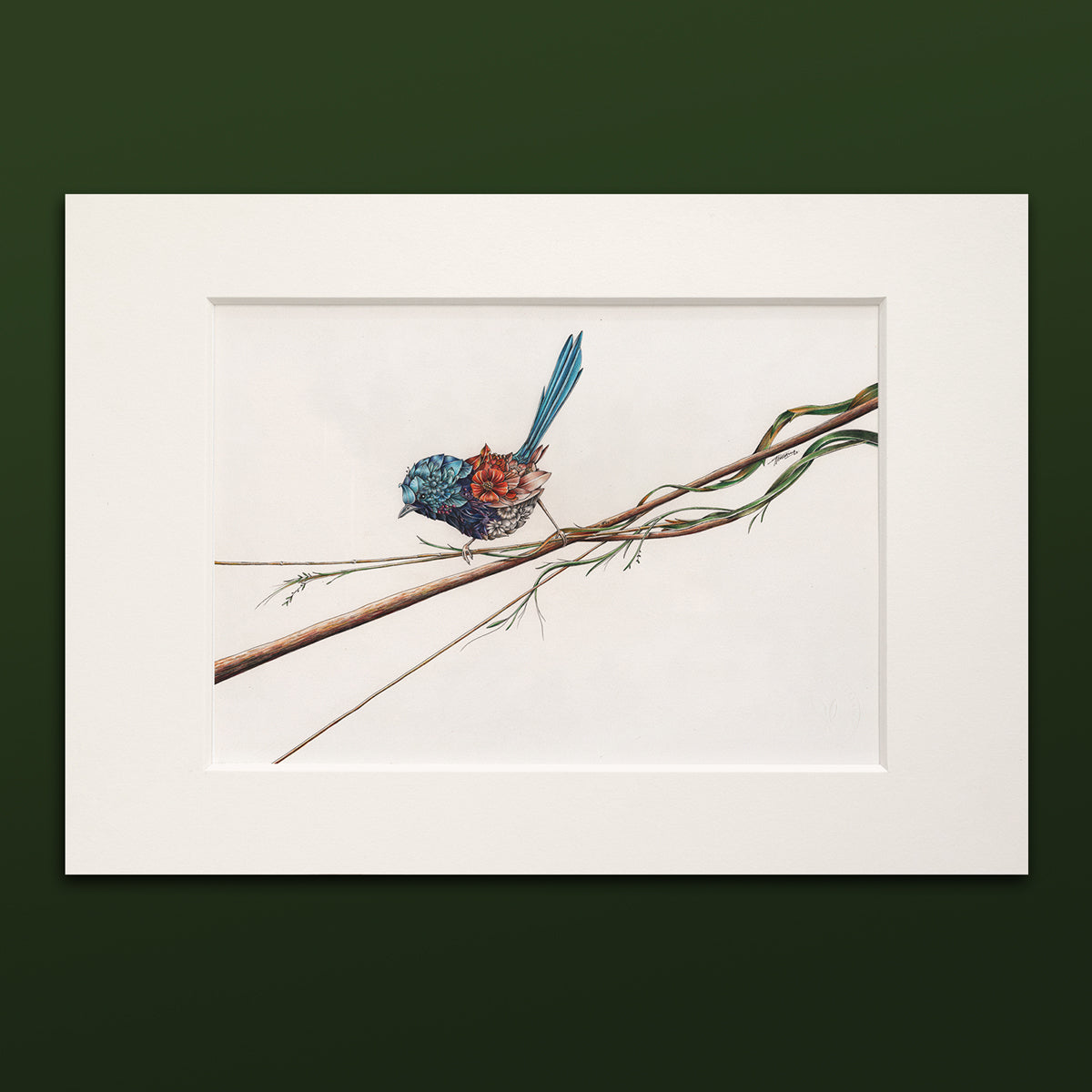 Variegated Fairy-wren – ORIGINAL