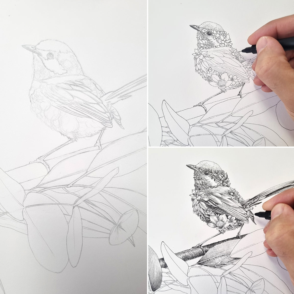 Magnet – Fairy-wren