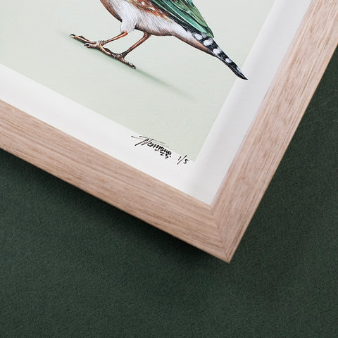 Zebra Finch – Giclee Print