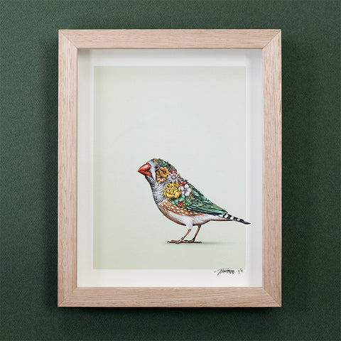 Zebra Finch – Giclee Print