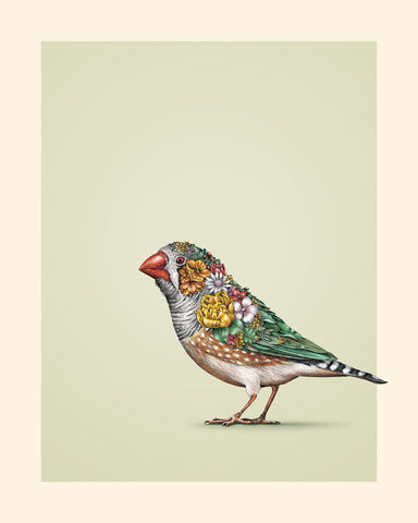 Zebra Finch – Giclee Print