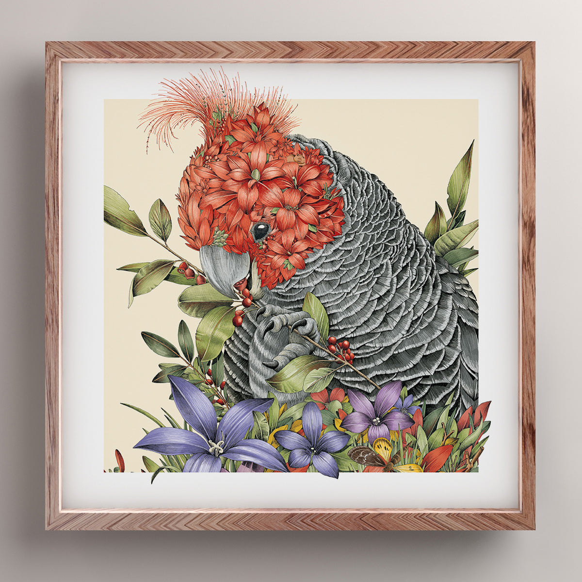 Graceful Gang-gang Cockatoo - Giclée Print