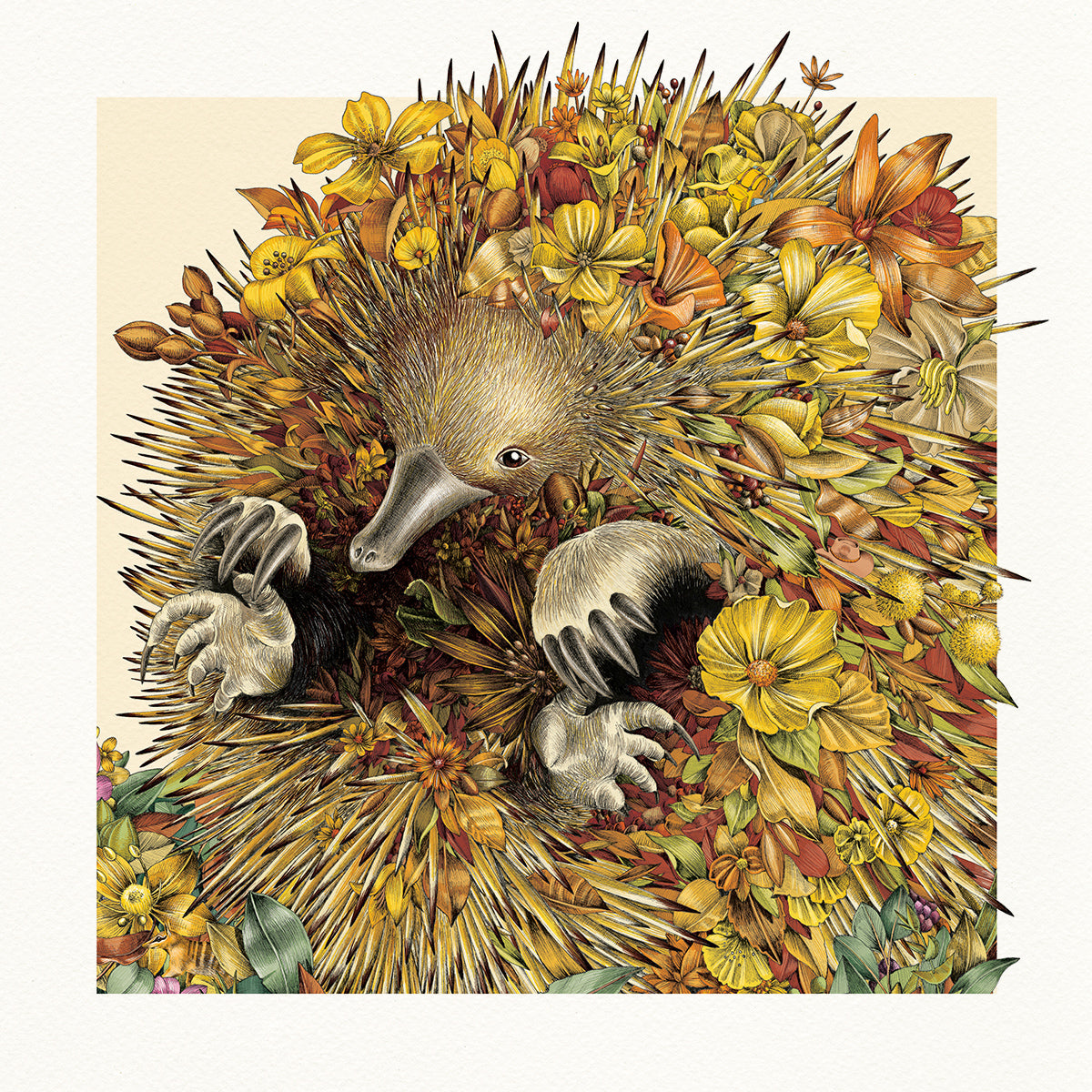 Easy-going Echidna - Giclée Print
