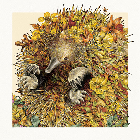 Easy-going Echidna - Giclée Print