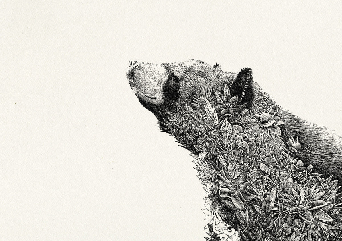 Asiatic Black Bear- Giclée Print