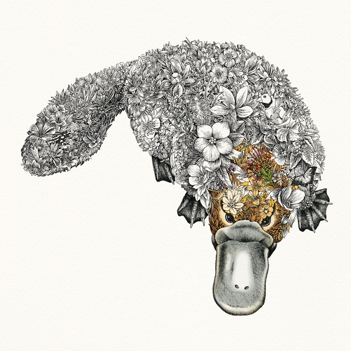 Banjo the Platypus - Giclée Print