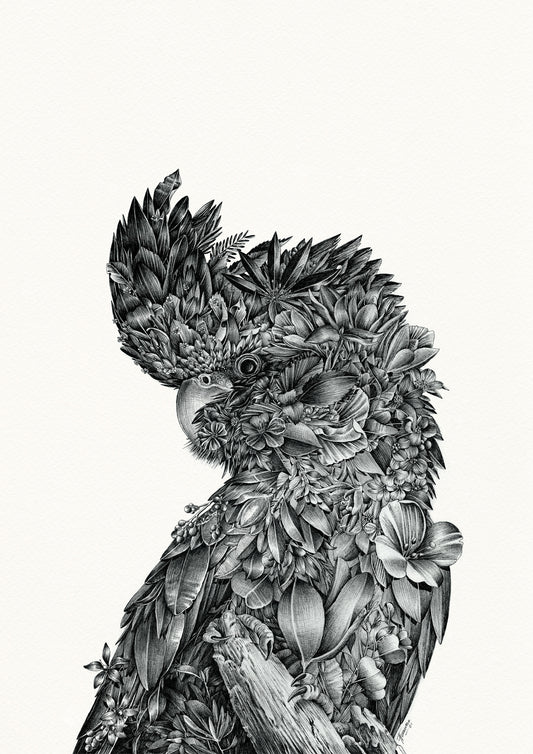 Red-tailed Black Cockatoo - Giclée Print (Black & White)