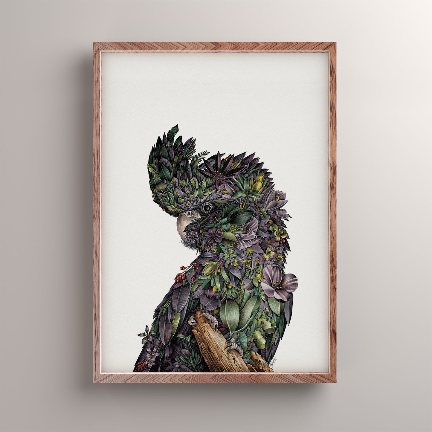 Red-tailed Black Cockatoo - Giclée Print (Coloured)