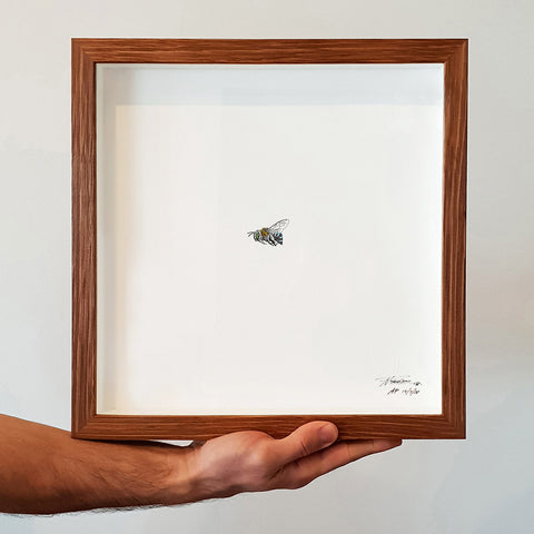 Blue Banded Bee - Artist Proof