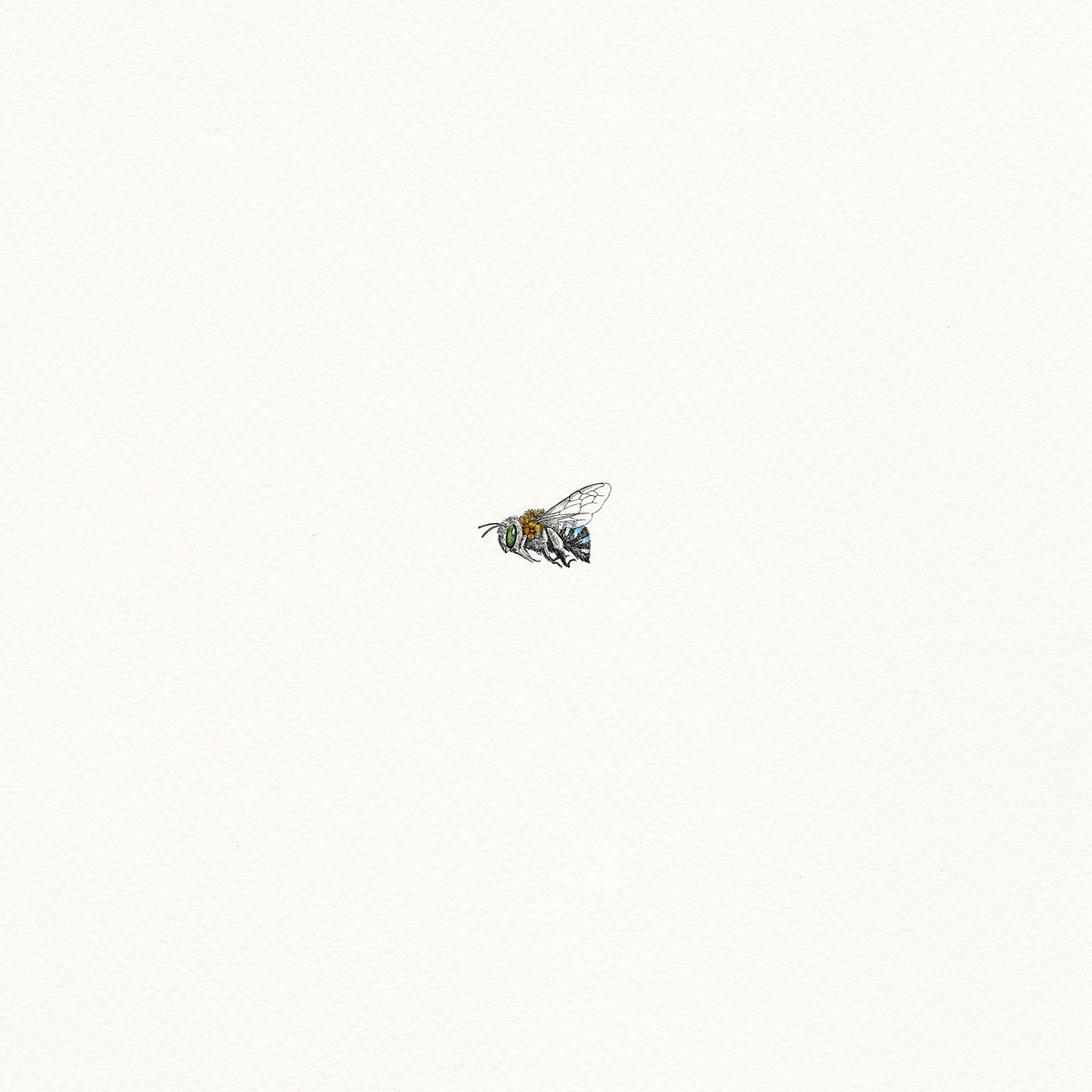Blue Banded Bee - Artist Proof