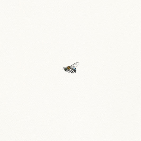 Blue Banded Bee - Artist Proof