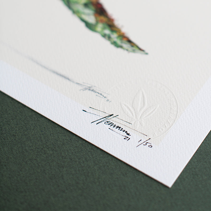 Brachiosaurus - Print