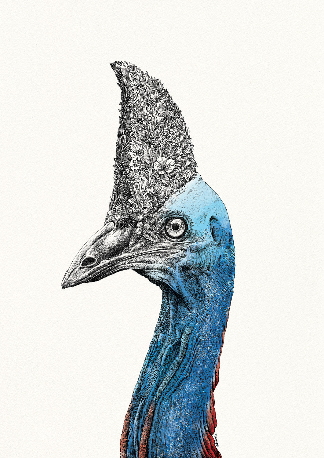 Southern Cassowary - Giclée Print
