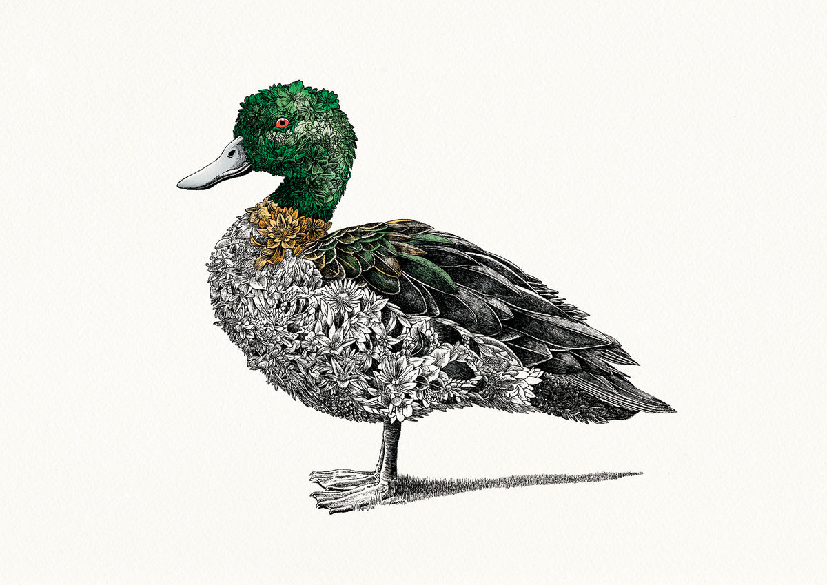 Chestnut Teal Duck - Giclée Print
