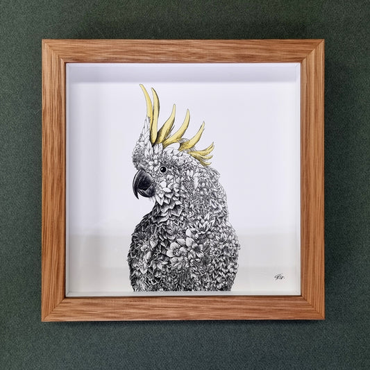 Sulphur-crested Cockatoo – Framed Print