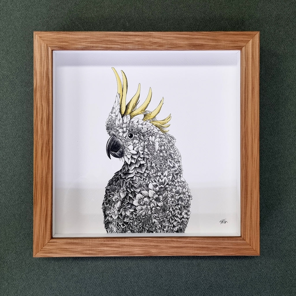 Sulphur-crested Cockatoo – Framed Print