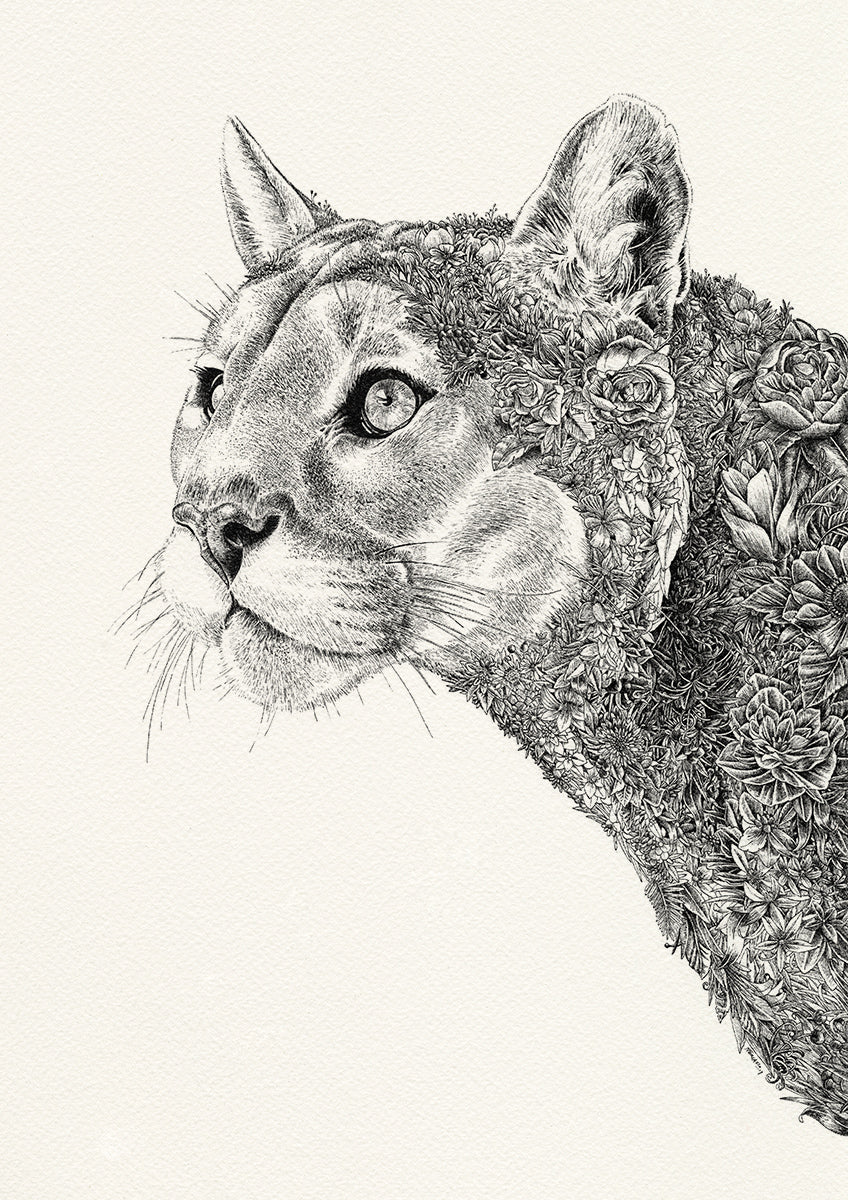 Cougar - Giclée Print