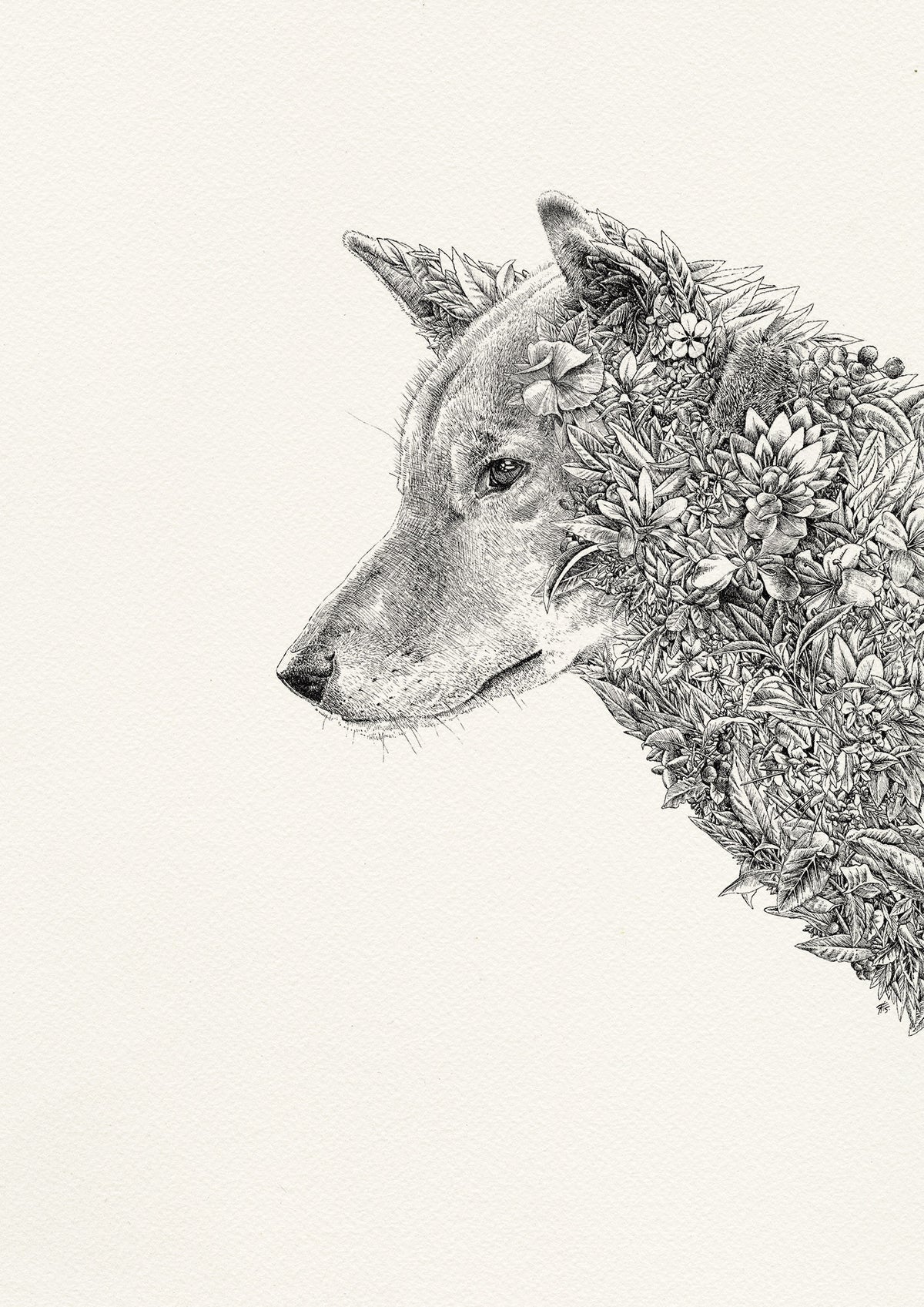 Dingo - Giclée Print