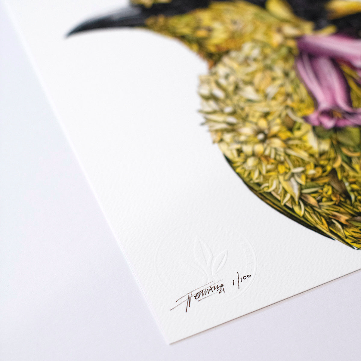 Helmeted Honeyeater - Giclée Print