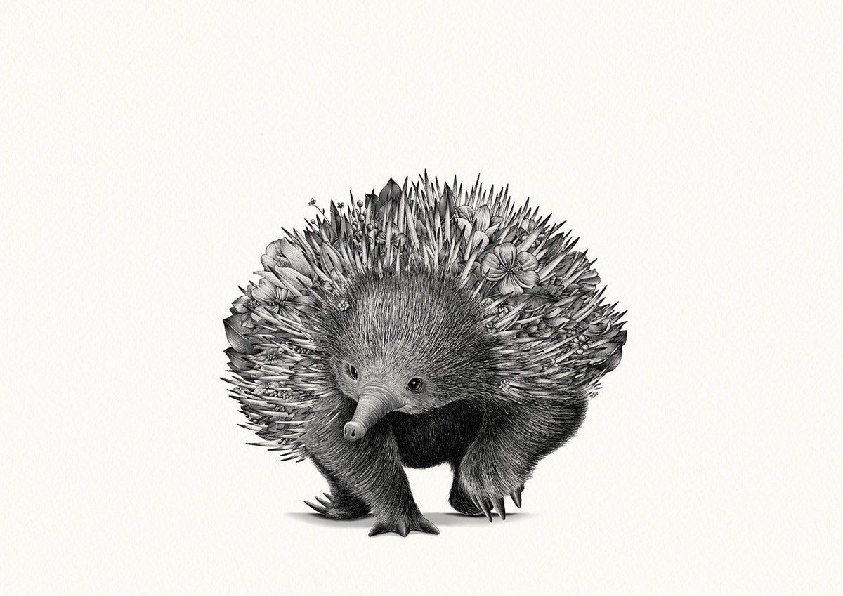 Echidna Bushwalk - Giclée Print