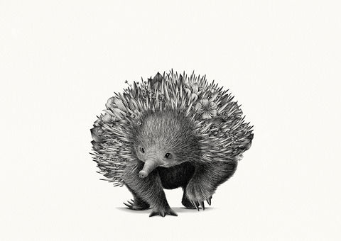 Echidna Bushwalk - Giclée Print