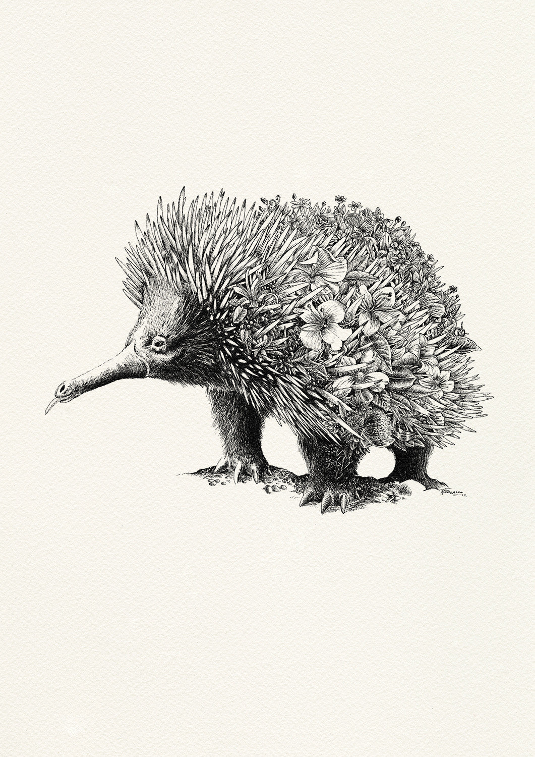 Echidna - Giclée Print