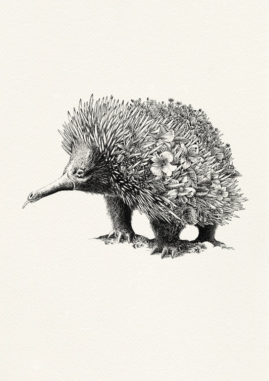 Echidna - Giclée Print