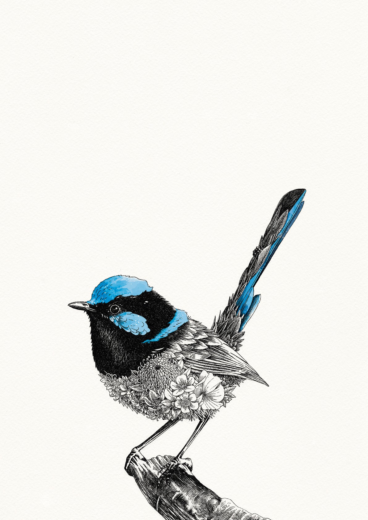 Superb Fairy-wren - Giclée Print