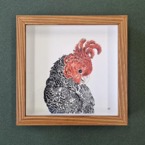Gang-Gang Cockatoo – Framed Print