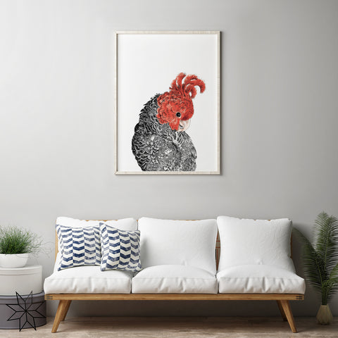 Gang-Gang Cockatoo - Giclée Print