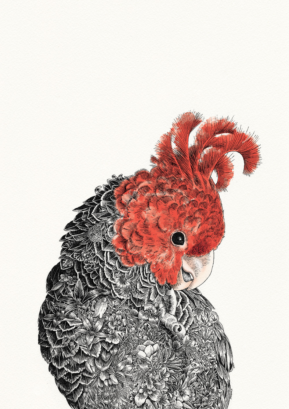 Gang-Gang Cockatoo - Giclée Print