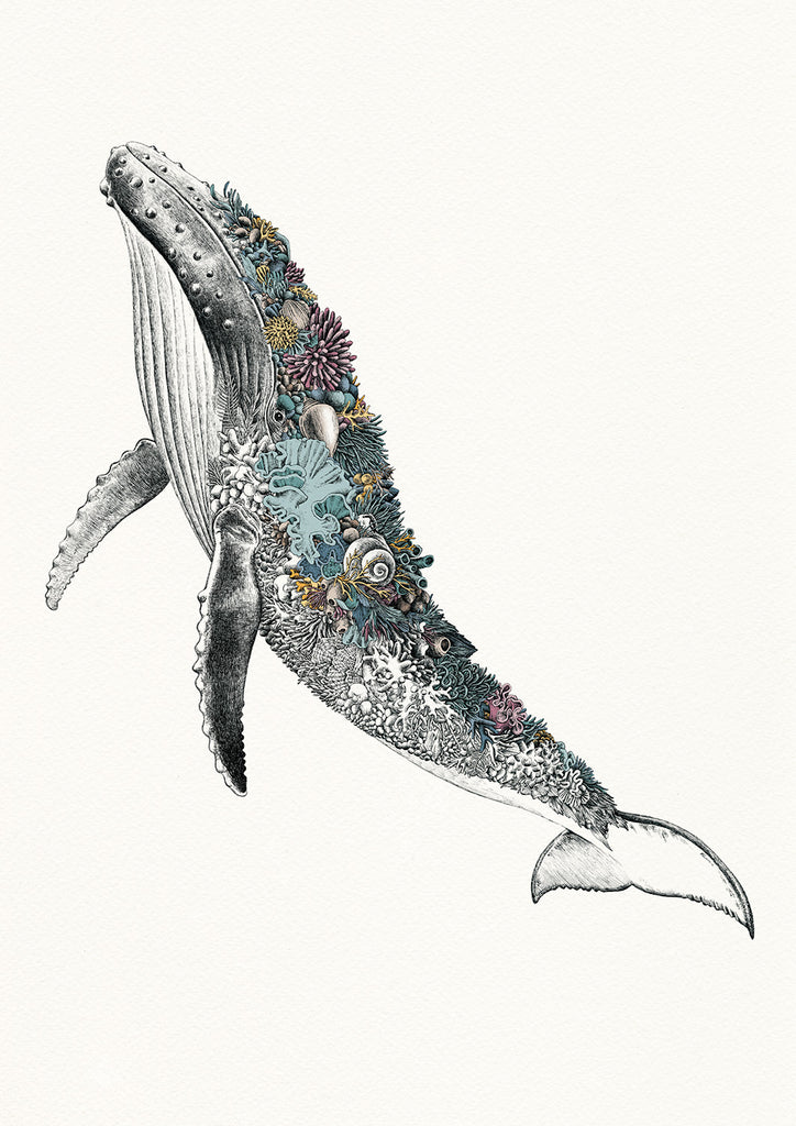 Humpback Whale - Giclée Print