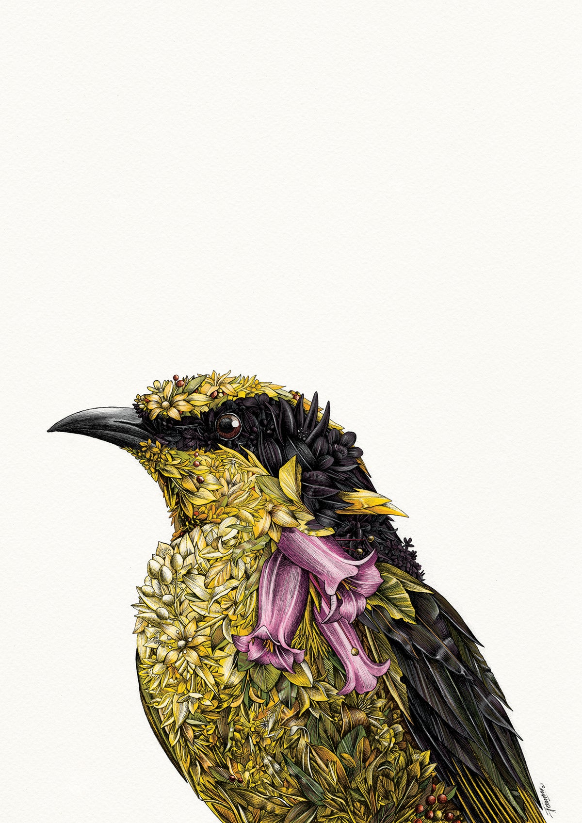 Helmeted Honeyeater - Giclée Print