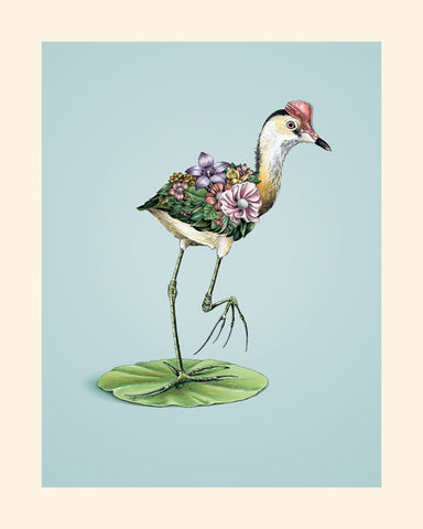 Jacana – Giclee Print