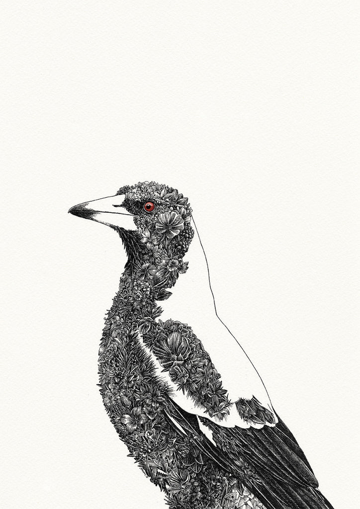 Magpie Poster Australian Magpie - Giclée Print – Marini Ferlazzo - Art for Wildlife